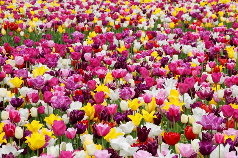 Keukenhof Gardens, Netherlands